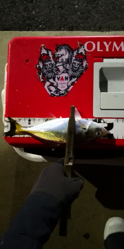 アジング練習 161