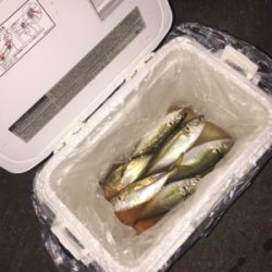 体高もあり、良く引く〜！