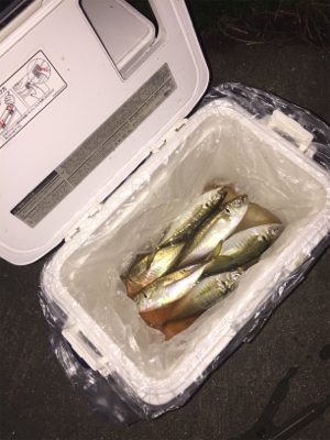 体高もあり、良く引く〜！