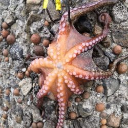 梅雨の合間にオクトパッシング