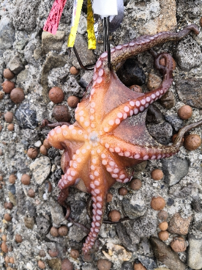 梅雨の合間にオクトパッシング