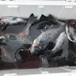 ツユグレリベンジ