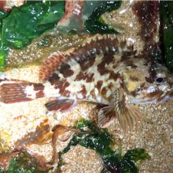 ロックパーティー