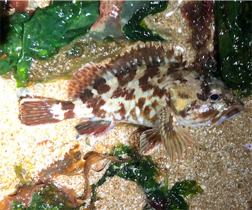 ロックパーティー