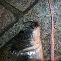 多々良川河口でチニング