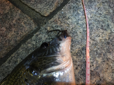 多々良川河口でチニング