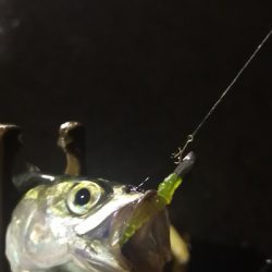 アジング練習 162