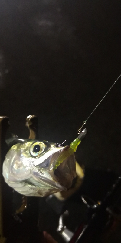 アジング練習 162