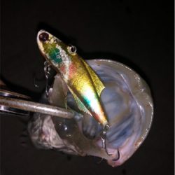 ナイトシーバス!