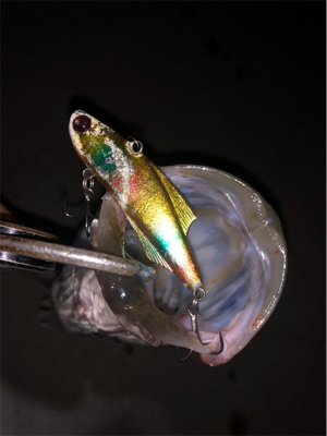 ナイトシーバス!