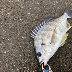 エビ撒き　活性が高い