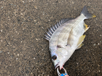 エビ撒き　活性が高い