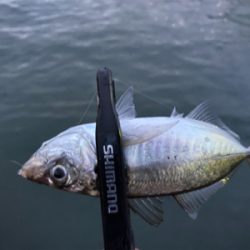 アジングアジング楽しいな