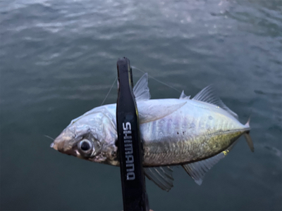 アジングアジング楽しいな