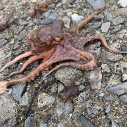 日曜日は朝タコ!