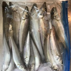 キス引き釣り(^^)