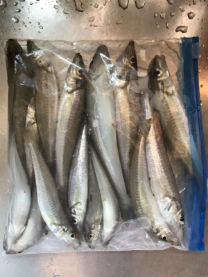 キス引き釣り(^^)