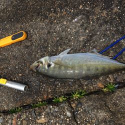 小さなカサゴばかり…