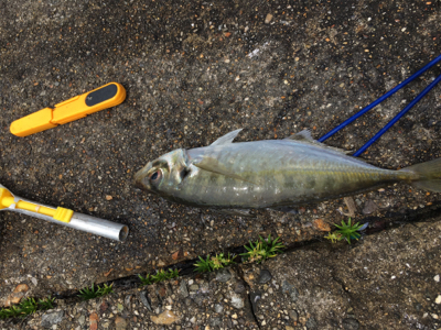 小さなカサゴばかり…