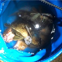 ジグ単ガシリング