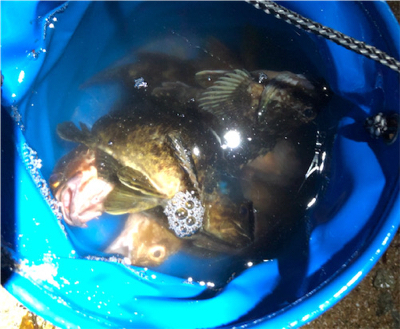 ジグ単ガシリング