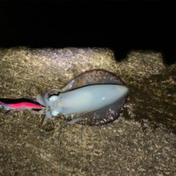 まだまだいた！デカイカで墨付け完了