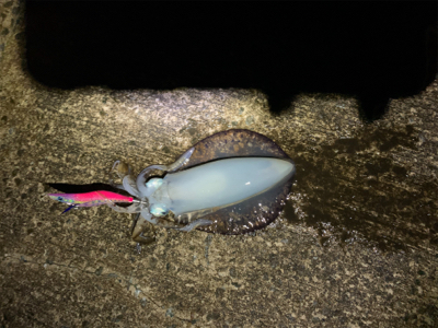 まだまだいた！デカイカで墨付け完了