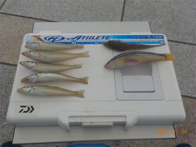 海水浴シーズンはじまる