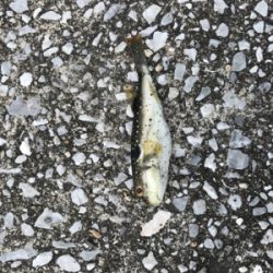 キス釣りに挑戦