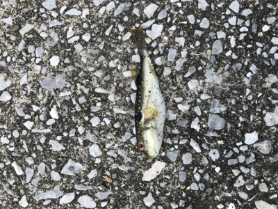 キス釣りに挑戦