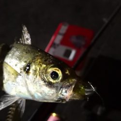 アジング練習 164