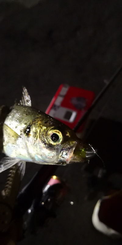 アジング練習 164