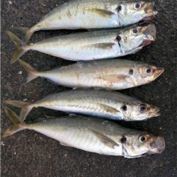 ルアーが餌になった日