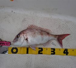 まあまあの釣果