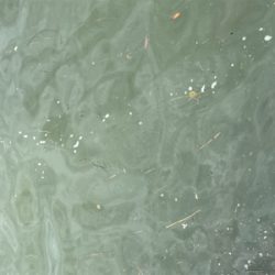 何でもいいから釣れろ。　黒が来た。