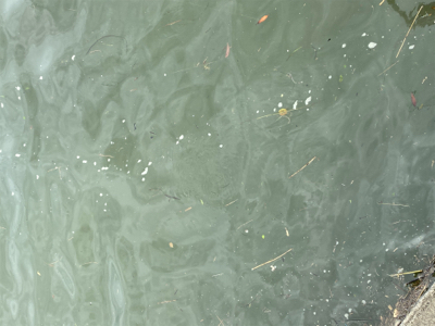 何でもいいから釣れろ。　黒が来た。