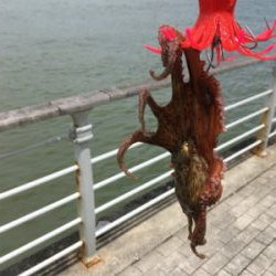 雨上がりタコ調査