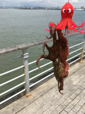 雨上がりタコ調査