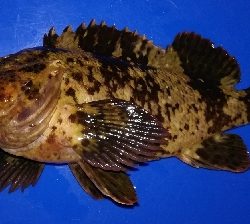 アジング1850〜1930 2110〜2146