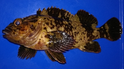 アジング1850〜1930 2110〜2146