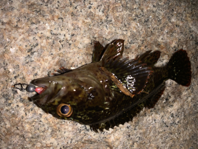 雨が降る前の釣行