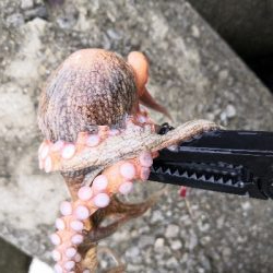 雨の中オクトパッシング