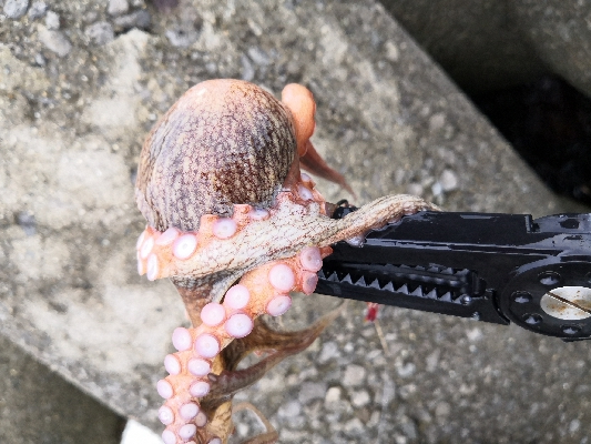 雨の中オクトパッシング