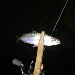 アジング練習 165