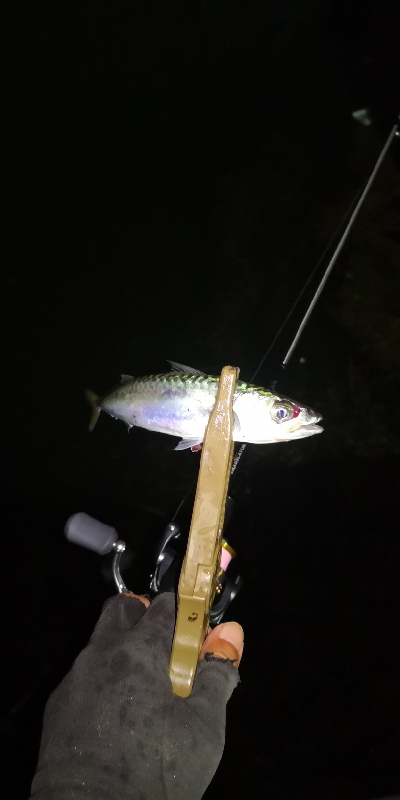 アジング練習 165