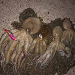 たこ調査5 出ました!キロアップ