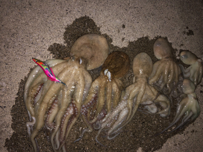 たこ調査5 出ました!キロアップ