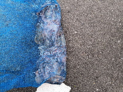 オクトパッシング前半後半