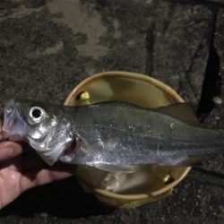 外道だらけのアジング