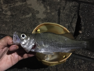 外道だらけのアジング